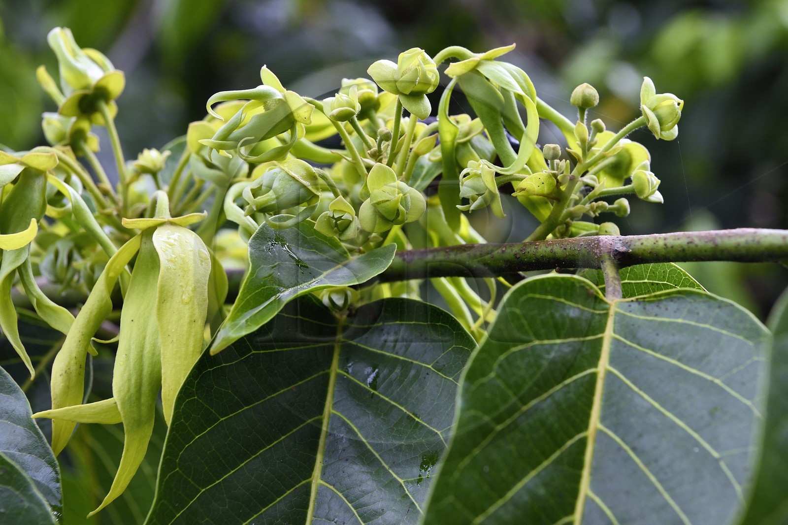 France, Ile de Mayotte, Grande-Terre, Ouangani, fleurs d'ylang-ylang (Cananga odorata) sur l'arbre