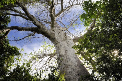 Tanzanie, archipel de Zanzibar, île de Unguja (Zanzibar), côte ouest, réserve naturelle de Chumbe Island Coral Park, baobab