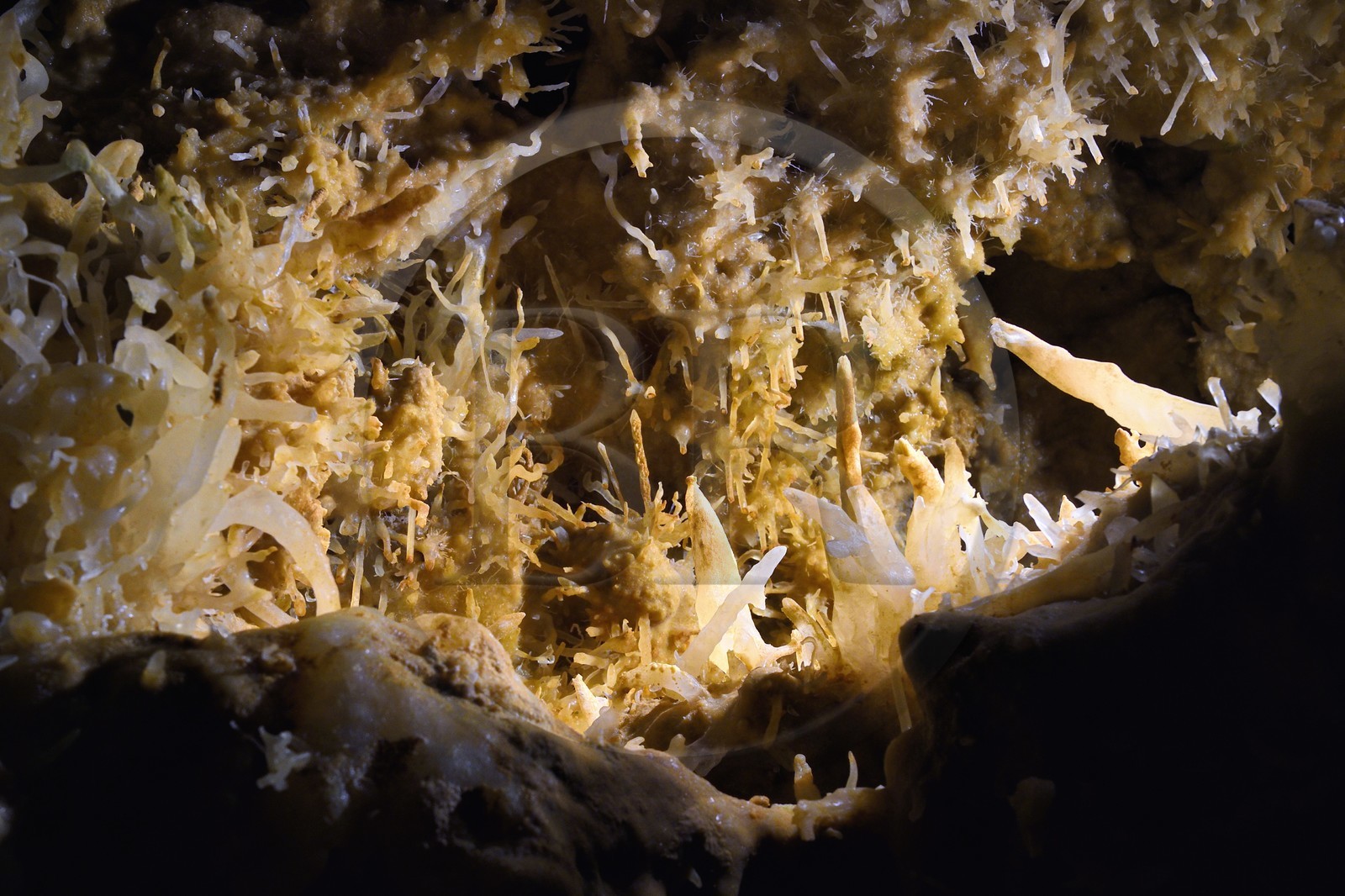 France, Dordogne (24), Périgord Noir, Les Eyzies-de-Tayac, site classé Patrimoine Mondial de l'UNESCO, enchevetrement de cristallisations dans la grotte du Grand-Roc
