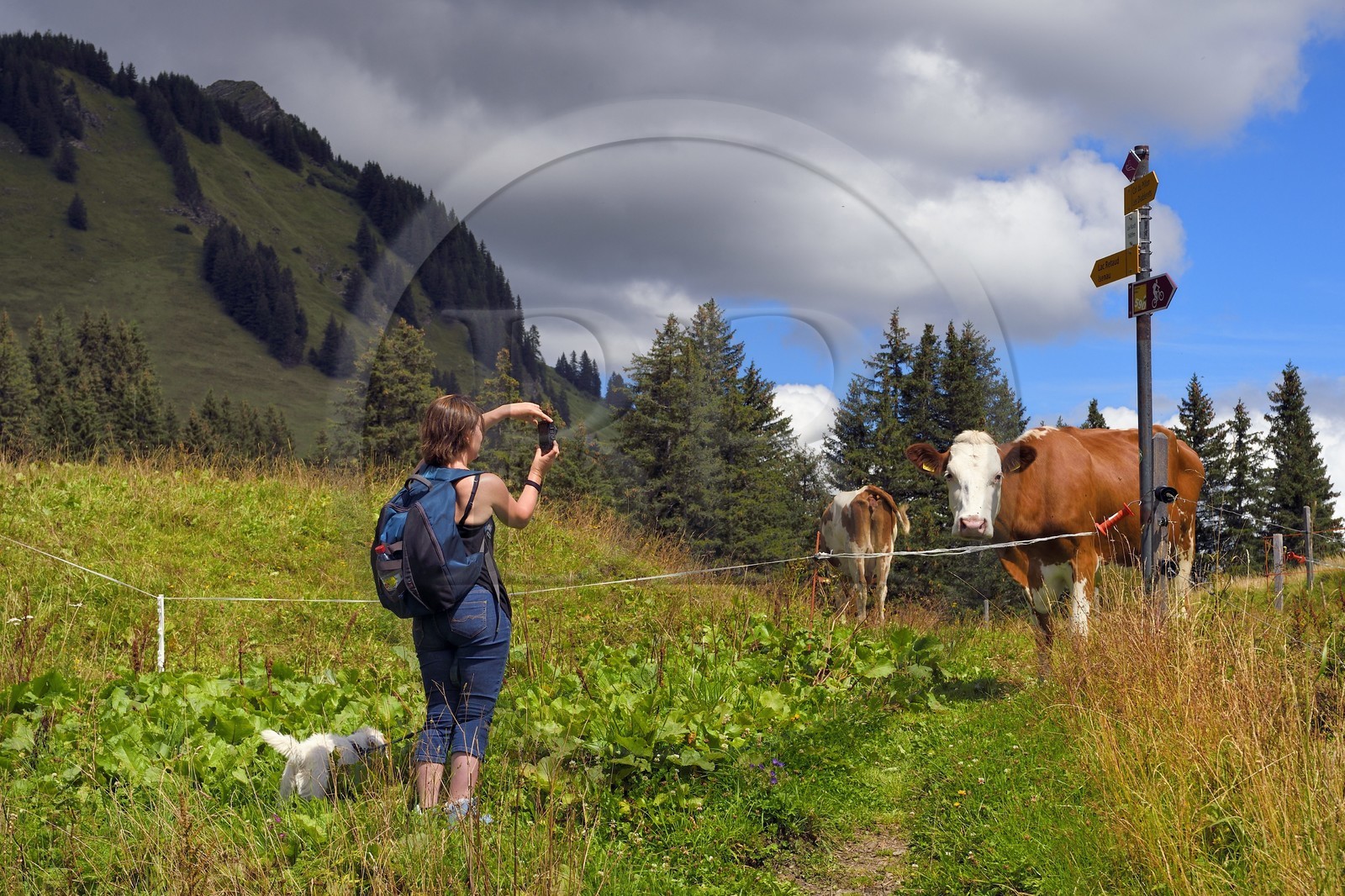 Suisse, Canton de Vaud, Ormont-Dessus, Les Diablerets, randonnée autour du lac Retaud au dessus du Col du Pillon