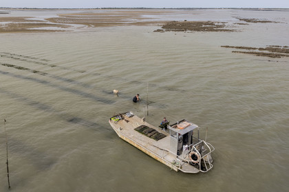 France, Charente-Maritime (17), Ile d'Oléron, Dolus-d’Oléron, les parcs du bassin de Marennes-Oléron dans le Pertuis d'Antioche, Nadia Quillet et son mari Eric récupèrent des poches de crassostrea gigas dans leurs parcs à huîtres à marée descendante (vue aérienne)