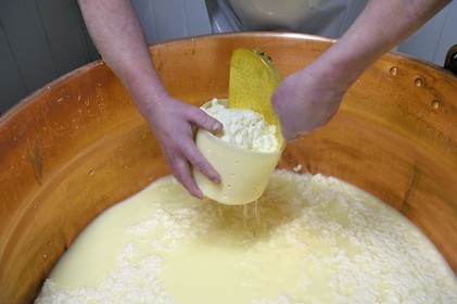 France, Haut-Rhin (68), Wasserbourg, Ferme-auberge Buchwald, le marcaire Michel Wehrey à la fabrication du fromage de munster AOP (lait de vache), caillé dans le chaudron en cuivre mis en moule pour lui permettre d’être égoutté et former ainsi le futur Munster
