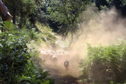 France, Puy-de-Dôme (63), Aydat, berger et son troupeau de brebis sur les pentes du volcan du Puy de Vichatel, Parc naturel régional des Volcans d'Auvergne, sur le parcours Musette nature sentier de Vichatel