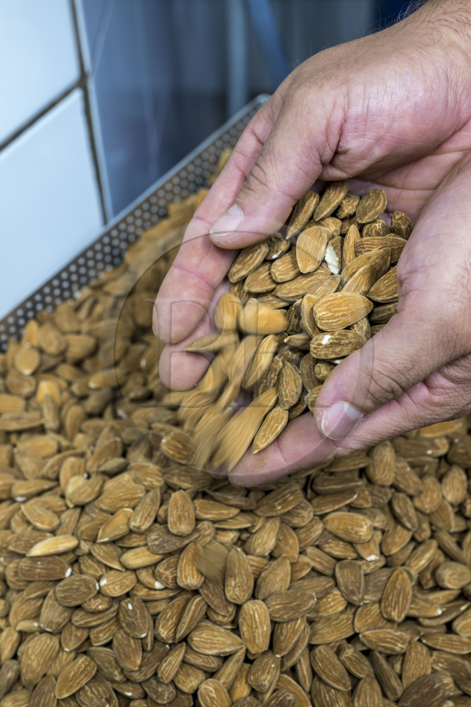 France, Vaucluse (84), Saint Didier, dans l'atelier de fabrication des Nougats Silvain, paysans nougatiers, Charles-Henri Bagnol confectionne une plaque de nougat noir, pesée des amandons grillés