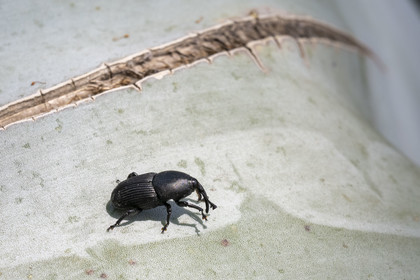 Italie, Ligurie, Province d'Imperia, Vintimille, Jardin botanique Hanbury, le charançon noir (Scyphophorus acupunctatus) qui s'attaque aux parties charnues de nombreuses plantes