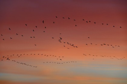 France, Indre (36), le Berry, parc naturel régional de la Brenne, Rosnay, étang de la Mer Rouge, grue cendrée (grus grus), vol au coucher de soleil