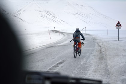 Norvège, Svalbard, Spitzberg, vallée de Adventdalen vers Longyearbyen, promenade du chien à bicyclette avec un fusil pour se prémunir du danger éventuel de la présence d'ours blanc