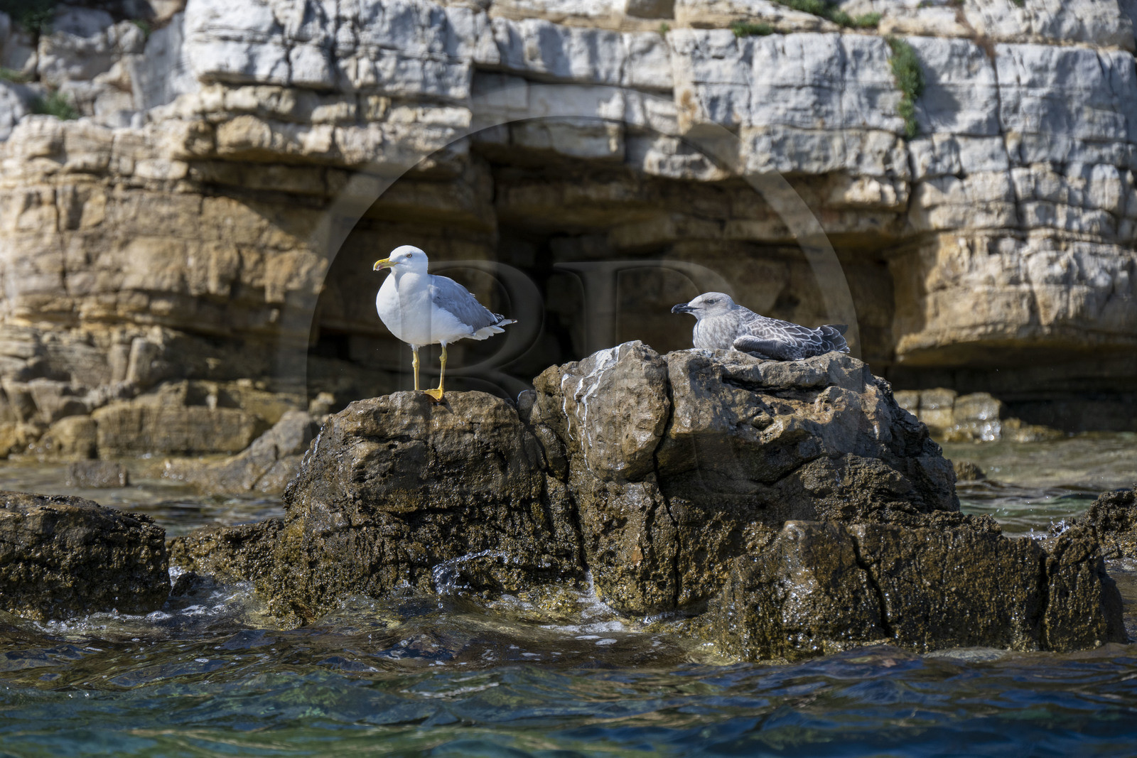 France, Alpes-Maritimes (06), Cannes, Iles de Lérins, Ile Sainte-Marguerite, goéland argenté (Larus argentatus) adulte à gauche et jeune à droite
