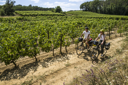 France, Maine-et-Loire (49), vallée de la Loire classée au Patrimoine Mondial par l'UNESCO, Dampierre à l'Est de Saumur, randonnée à bicyclette dans le vignoble des coteaux de la Loire