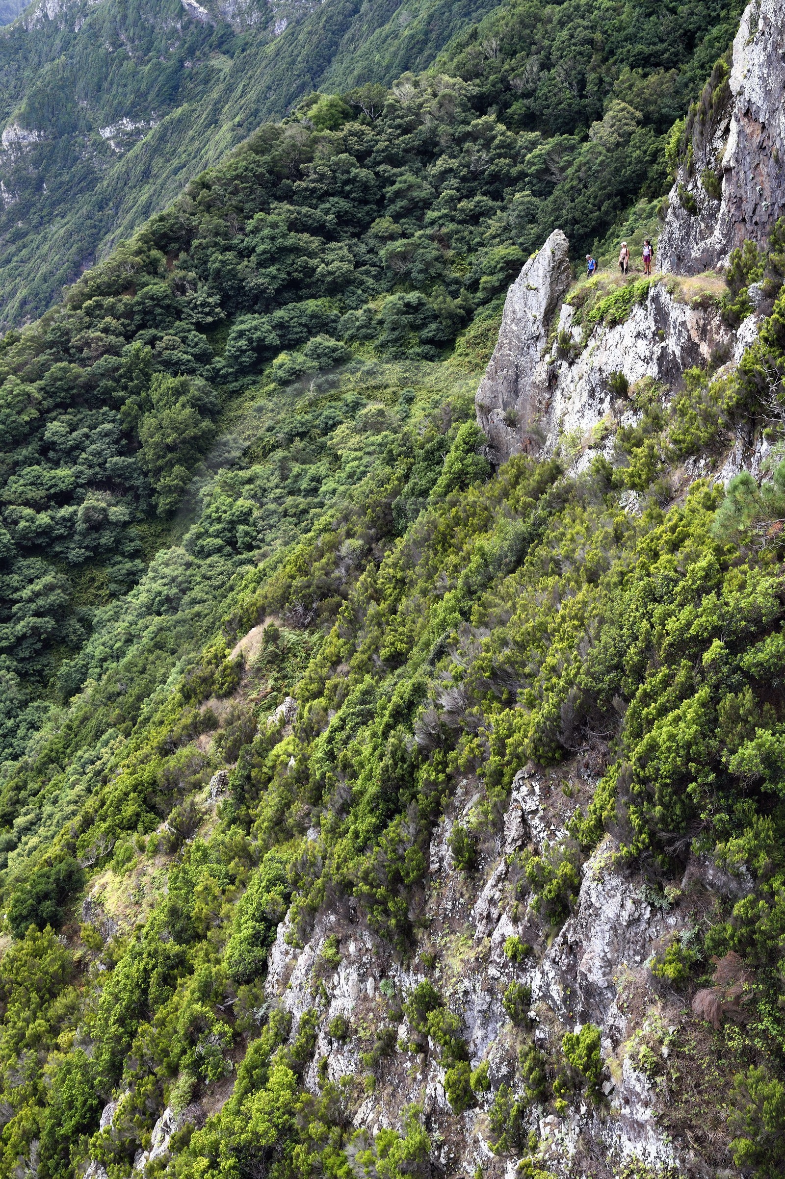 Portugal, Ile de Madère, randonnée de Machico à Porto da Cruz par le Vereda do Larano, randonneurs sur le sentier taillé à flanc de paroi dans la falaise de Larano