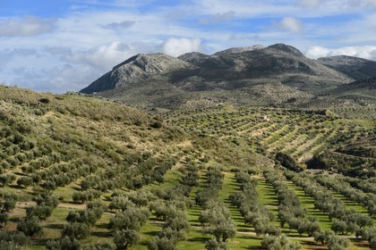 Espagne, Andalousie, province de Jaén, champs d'oliviers au sud de Martos et la Sierra Magina en arrière plan