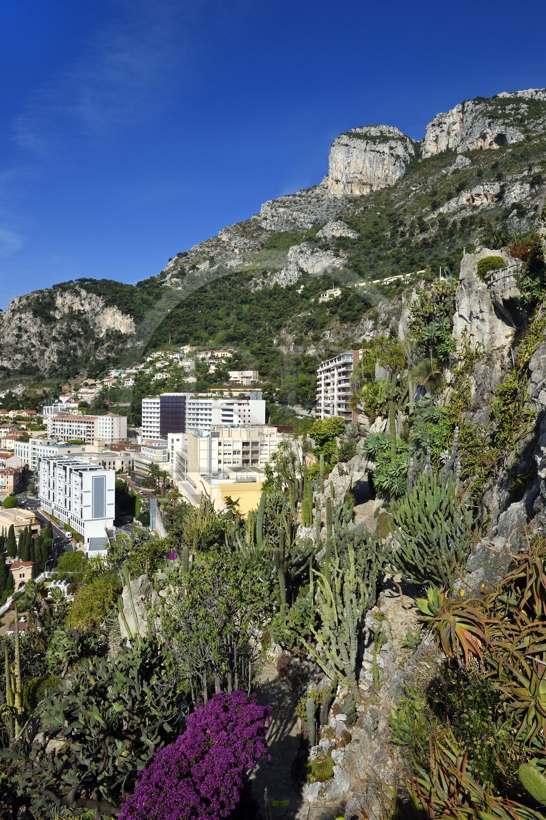 Principauté de Monaco, Monaco, quartier de La Condamine, le Jardin Exotique regroupant plusieurs milliers d'espèces de plantes succulentes