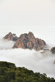 France, Corse-du-Sud (2A), Alta Rocca, sommets des monts à l'Est du col de Bavella émergeants des nuages et la forêt de Bavella de pins laricio en premier plan