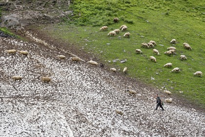 Géorgie, Kakheti, Parc national de Touchétie, vallée de la rivière Alazani dans les montagnes de Pirikiti, berger et son troupeau de moutons