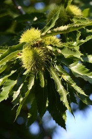 France, Haute-Corse (2B), Castagniccia, chataignes