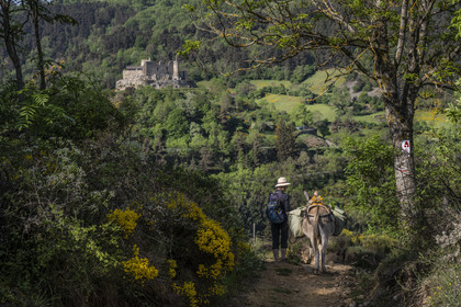 France, Haute-Loire (43), Goudet, le chateau de Beaufort construit vers 1200 domine la vallée de la Loire, randonnée avec un âne sur le chemin de Stevenson (GR 70)
