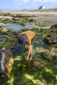 France, Finistère (29), Pays Bigouden, Baie d'Audierne, Plozévet, Lenny Gouedic co créateur de Begood Alg, récolte à pied d'algues sauvages alimentaires (Ao Nori) sur la plage à marée basse