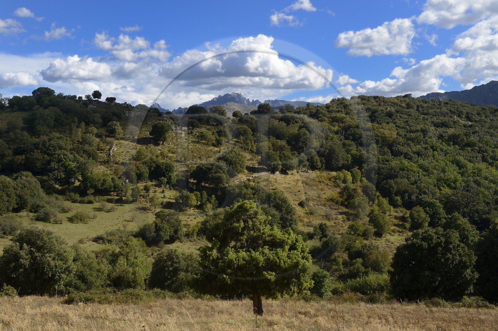 France, Haute-Corse (2B), Balagne, vallée du Giussani, le village de Olmi-Capella