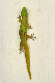 France, Ile de Mayotte, Grande-Terre, Nyambadao, Gecko diurne à poussière d'or (Phelsuma laticauda)