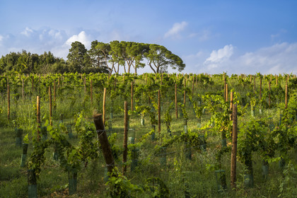France, Hérault (34), Castelnau-le-Lez, Chateau ou Domaine de Verchant, hotel particulier du XVIème et XVIIème siècle appelée folie montpelliéraine, le vignoble