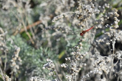 France, Corse-du-Sud (2A), Bonifacio, libellule appelée Sympétrum rouge sang (Sympetrum sanguineum), le male est rouge sang