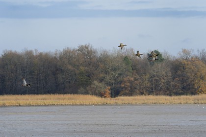 France, Indre (36), le Berry, parc naturel régional de la Brenne, canards en vol sur l'étang de Montiacre