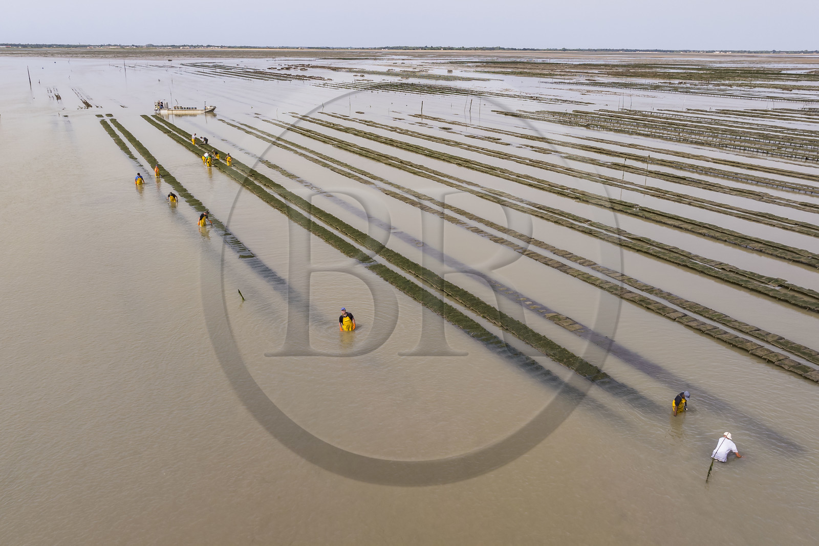 France, Charente-Maritime (17), Ile d'Oléron, Dolus-d’Oléron, entretien des parcs à huitres du bassin de Marennes-Oléron dans le Pertuis d'Antioche à marée basse (vue aérienne)