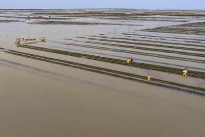 France, Charente-Maritime (17), Ile d'Oléron, Dolus-d’Oléron, entretien des parcs à huitres du bassin de Marennes-Oléron dans le Pertuis d'Antioche à marée basse (vue aérienne)