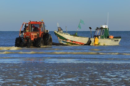 France, Seine-Maritime (76), Veules-les-Roses, départ à la pêche à bord du bateau La Pomme tiré par un tracteur sur la plage