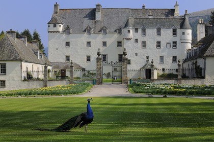 Royaume-Uni, Ecosse, région des Borders, vallée de la Tweed, château de Traquair House, un paon
