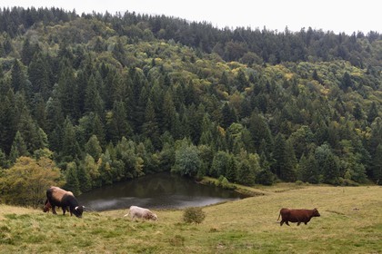 France, Vosges (88), Parc naturel régional des ballons des Vosges, Saint-Maurice-sur-Moselle, chaume des Neuf Bois, troupeau de vache Salers et Aubracs en bordure de foret