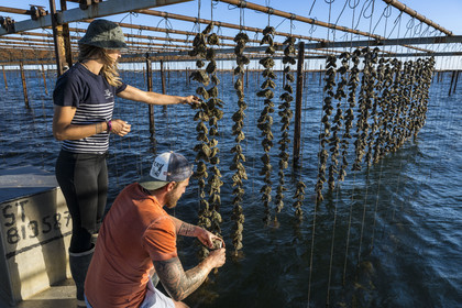 France, Hérault (34), Etang de Thau, Mèze, les producteurs de coquillages Quentin et Emmeline, l'élevage en suspension sur des cordes dans le parc à huitres