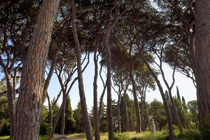 France, Alpes-Maritimes (06), Antibes, Jardin botanique de la Villa Thuret et buste de Gustave Thuret