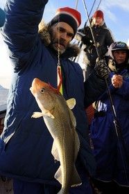 Norvège, Nordland, Iles des Westeralen, région de Myre, pêche d'un cabillaud skrei