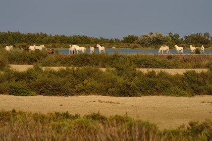 France, Bouches-du-Rhône (13), Parc naturel régional de Camargue, étang de Vaccares, cheval de Camargue