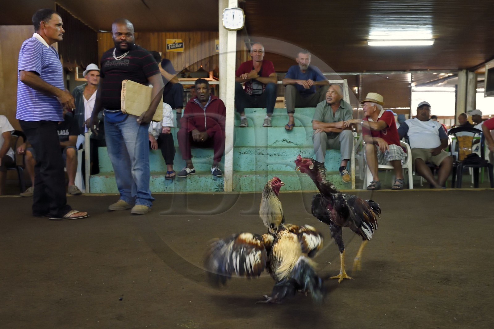 France, Ile de la Reunion, Petit Tampon, combat de coqs dans le Rond de Coq