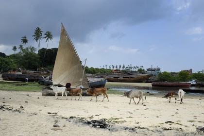 Tanzanie, archipel de Zanzibar, île de Unguja (Zanzibar), ville de Zanzibar, chantier naval près des ruines de Maruhubi Palace