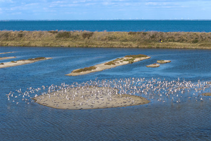 France, Vendée (85), île de Noirmoutier, Barbatre, cyclistes sur la digue de la côte Est dans la Réserve Naturelle du Polder de Sebastopol (vue aérienne)