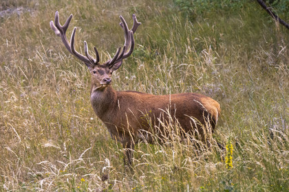France, Alpes-Maritimes (06), parc national du Mercantour, Haute-Vésubie, Saint-Martin-Vésubie, Val du Haut Boréon, Cerf élaphe (Cervus elaphus)