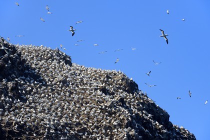 France, Côtes-d'Armor (22), Perros-Guirec, archipel et réserve ornithologique de Sept-Iles, Ile Rouzic, colonie de fous de Bassan (Morus bassanus), unique point de nidification en France pour plus de 20000 couples