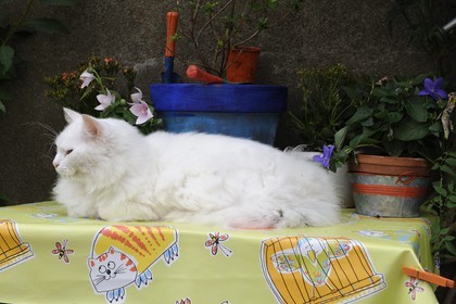 France, Loire-Atlantique (44), Nantes, chat sur une table