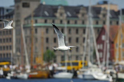 Norvège, Hordaland, Bergen, mouette