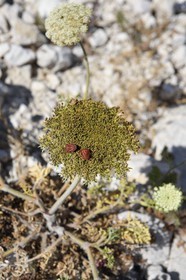 France, Bouches-du-Rhône (13), Marseille, Parc National des Calanques, Archipel des Iles du Frioul, Ile de Pomègues