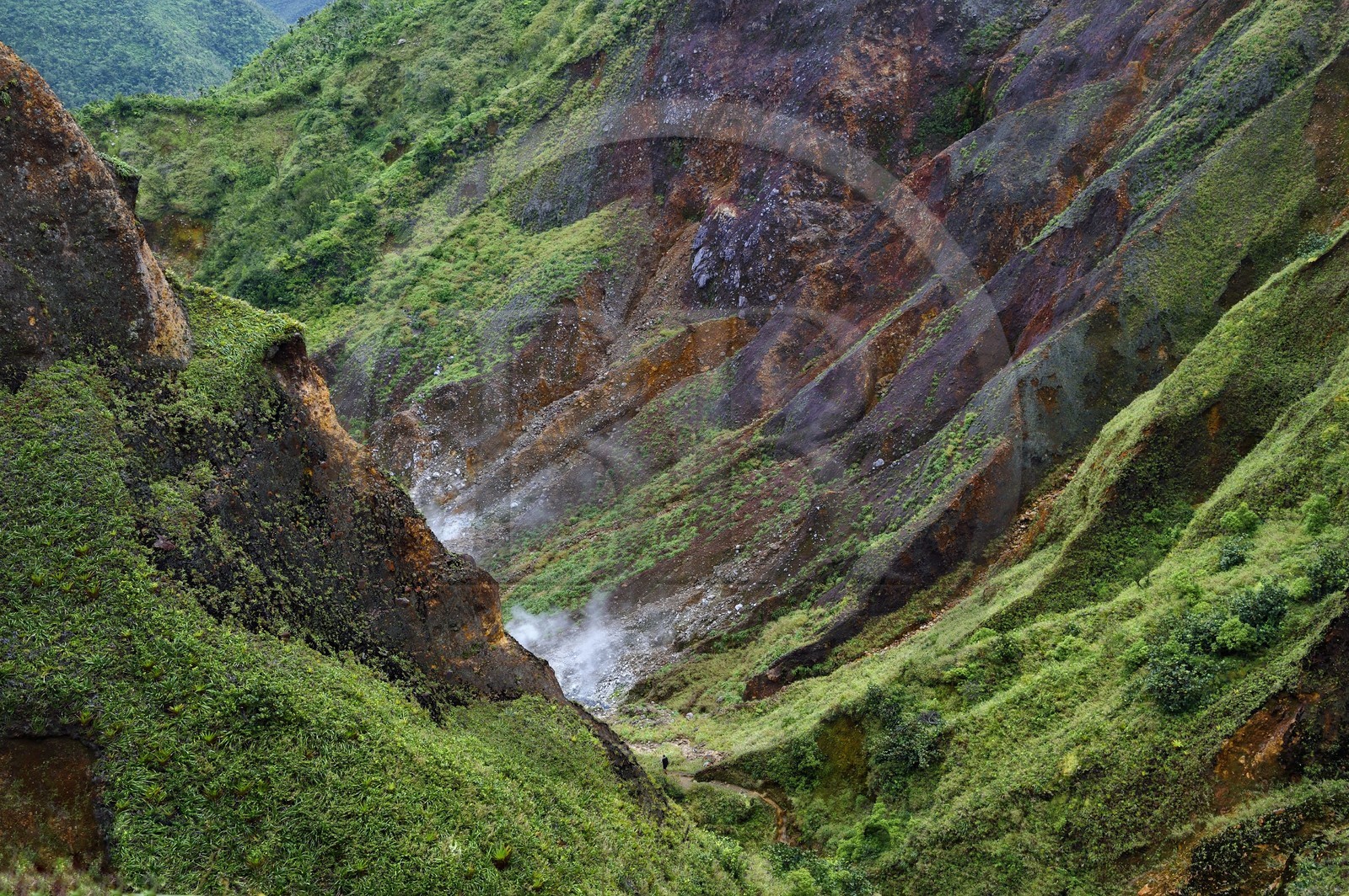 Caraïbes, Ile de la Dominique, Castle Bruce, Parc national du Morne Trois Pitons classé Patrimoine Mondial de l'UNESCO, la Vallée de la Désolation avec fumerolles et sources d'eau chaude, randonnée sur le sentier menant au Boiling Lake