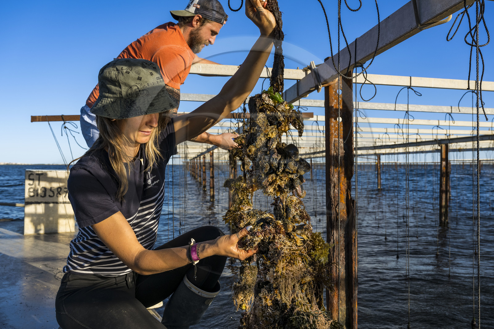 France, Hérault (34), Etang de Thau, Mèze, les producteurs de coquillages Quentin et Emmeline, l'élevage en suspension sur des cordes dans le parc à huitres