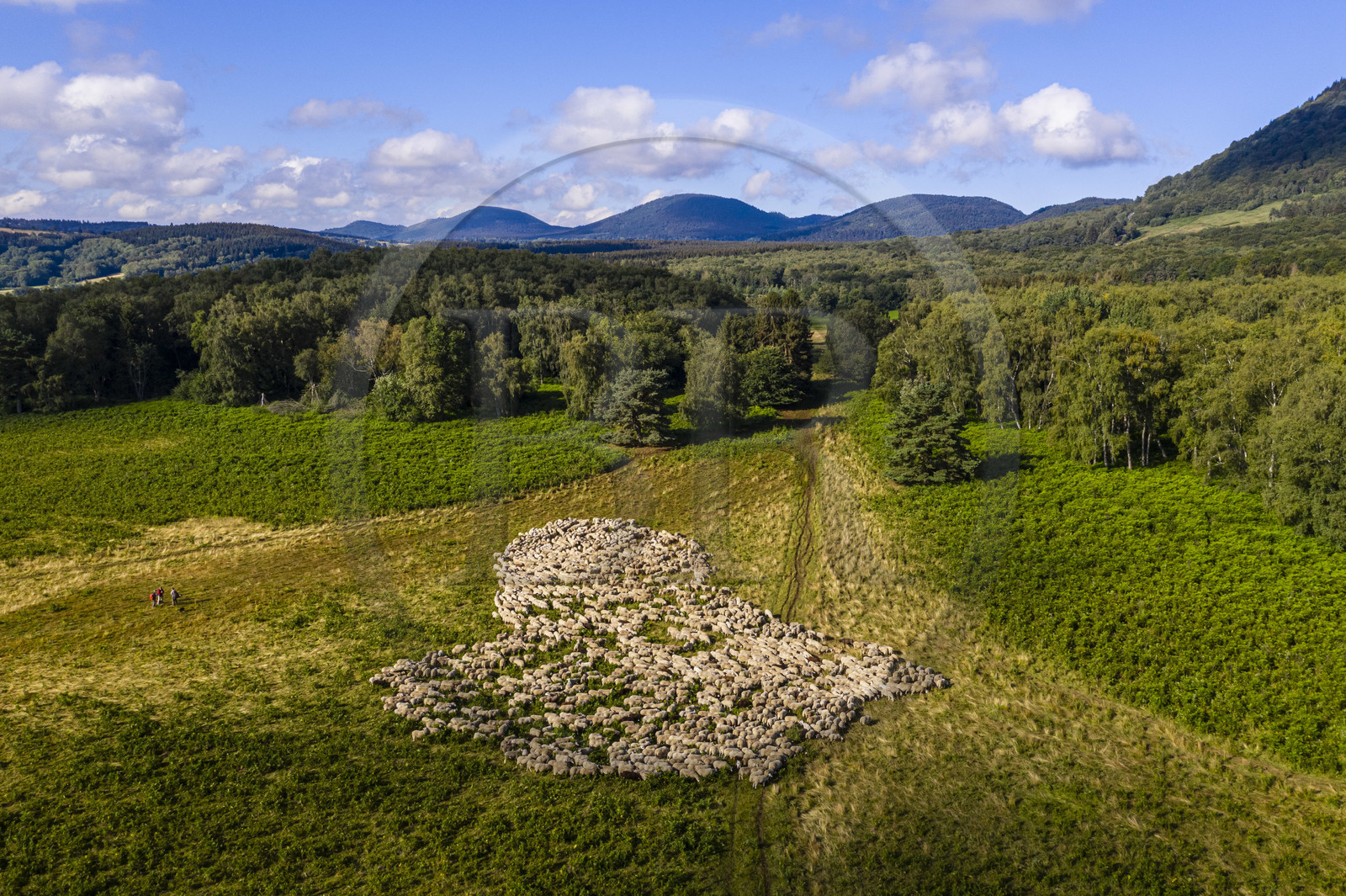 France, Puy-de-Dôme (63), Parc Naturel Régional des Volcans d'Auvergne, Chaine des Puys classée Patrimoine Mondial de l’UNESCO, les deux bergères Ostiane Vuillermoz et Charlotte Hevin gardant un troupeau de brebis Rava au pied du volcan Puy de Dôme (vue aérienne)