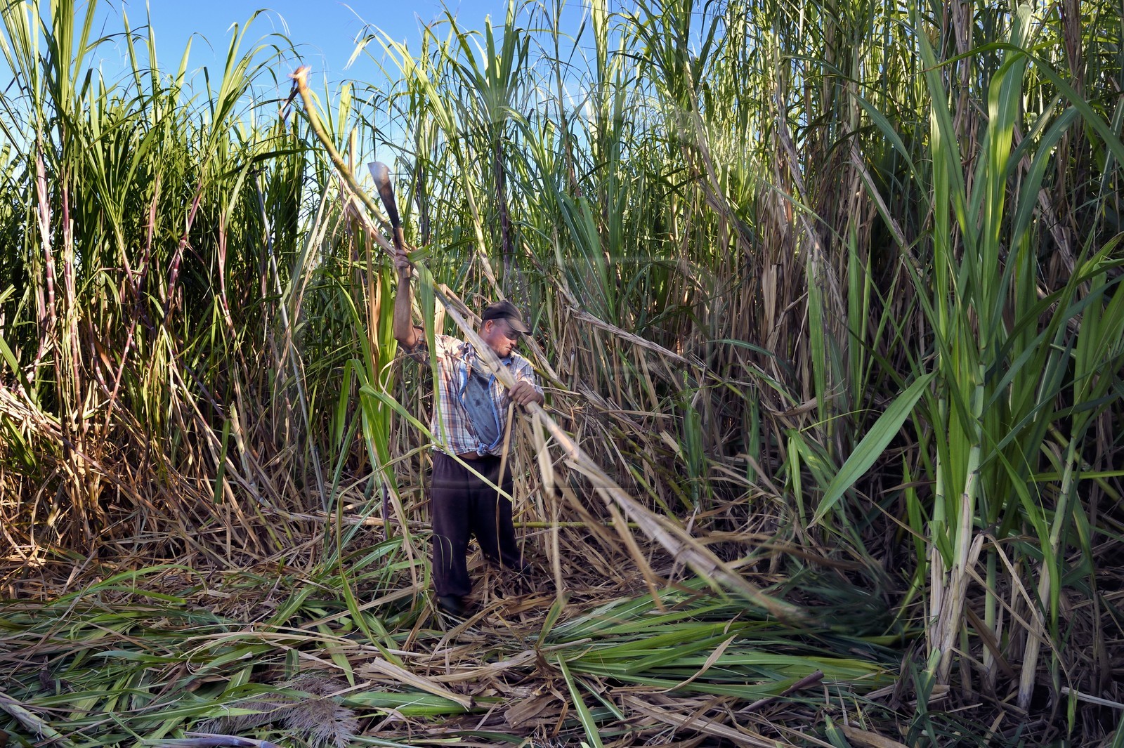 France, Ile de la Reunion, côte sud, Petite-Ile, François coupeur créole de canne à sucre dans un champ de canne à sucre