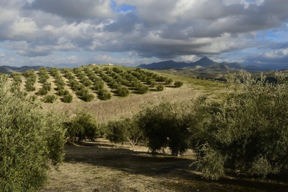 Espagne, Andalousie, province de Jaén, champs d'oliviers au sud de Martos entre Baena et Alcaudete, la Sierra Magina en arrière plan