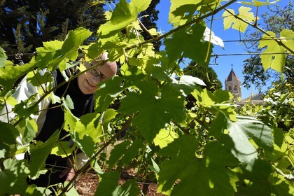France, Alpes-Maritimes (06), Cannes, Iles de Lérins, Ile de Saint-Honorat, le frère Marie-Paques dans les vignes de l'Abbaye de Lérins, l'église abbatiale en arrière plan