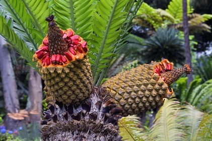 Portugal, Ile de Madère, Funchal, le jardin tropical Monte Palace, fruits du cica (encephalartos lebomboensis)